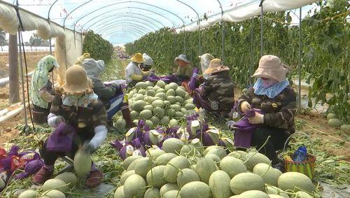 今日海南种什么瓜菜最好,海南今日最佳种植瓜菜指南