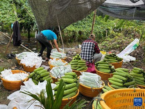 今日海南种什么瓜菜最好,海南今日最佳种植瓜菜指南