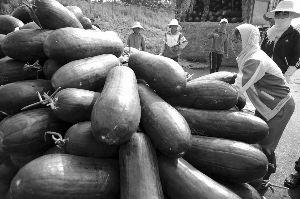 今日海南种什么瓜菜最好,海南今日最佳种植瓜菜指南