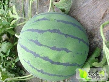 今日地雷瓜产地多少价格,今日行情一览