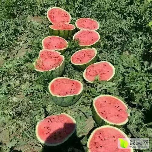 今日地雷瓜产地多少价格,今日行情一览