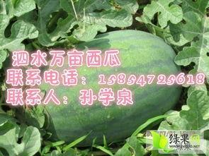 今日地雷瓜产地多少价格,今日行情一览