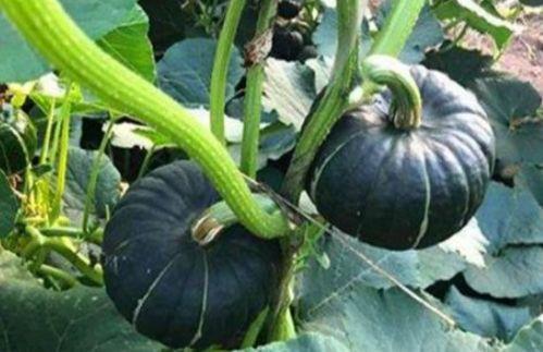 孕妇可以吃黑贝贝瓜吗,黑贝贝瓜的适宜与禁忌