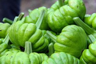 昆明今日姜柄瓜的价格,实惠之选，品质保证