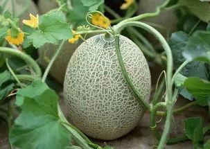 上海哈密瓜今日价格走势,今日行情解析