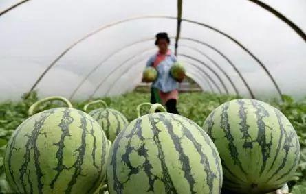 开封今日瓜价行情走势最新,今日瓜价走势解析