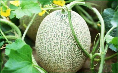 科普农哈密瓜今日价格,科普农市场行情一览