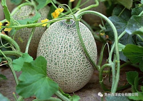 科普农哈密瓜今日价格,科普农市场行情一览