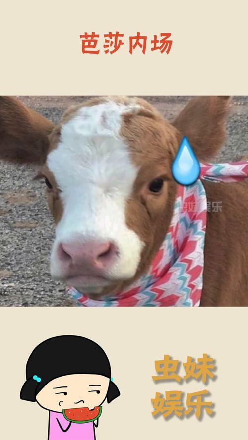 抖音吃瓜黑料反差小羊,小羊的逆袭之路