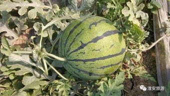 南马厂垃圾瓜今日价格,行情波动，市场动态一览