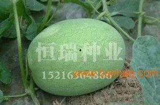 南马厂垃圾瓜今日价格,行情波动，市场动态一览