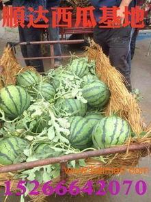 南马厂垃圾瓜今日价格,行情波动，市场动态一览