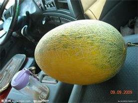 海南产哈密瓜今日行情,价格行情看涨