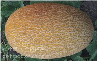 海南产哈密瓜今日行情,价格行情看涨