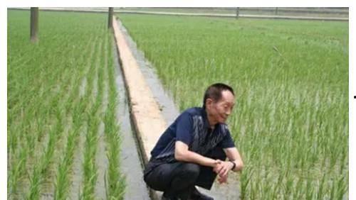 送别袁隆平的明星网红,明星网红齐聚，共悼杂交水稻之父