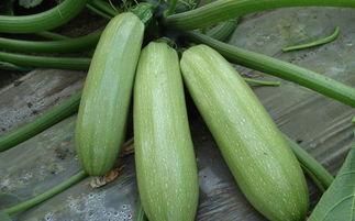 威远吃瓜最新事件爆料是真的吗