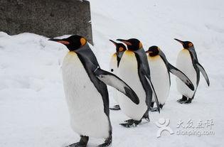 企鹅吃瓜爆料是真的吗还是假的,真相还是谣言？