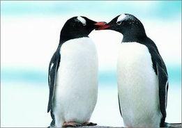 企鹅吃瓜爆料是真的吗还是假的,真相还是谣言？