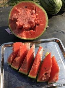 热门大瓜今日吃瓜网红,网红圈风云再起，揭秘吃瓜网红背后的故事