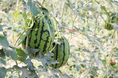 热门大瓜今日吃瓜网红,网红圈风云再起，揭秘吃瓜网红背后的故事