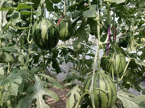 中牟吊瓜今日价格查询网,市场行情一览