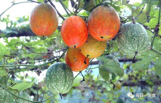 中牟吊瓜今日价格查询网,市场行情一览