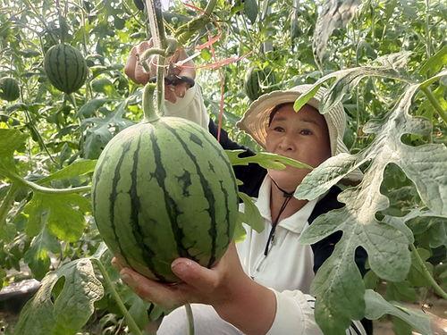 中牟吊瓜今日价格查询网,市场行情一览