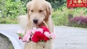 瓜哥热门点评视频,揭秘热门视频背后的精彩瞬间