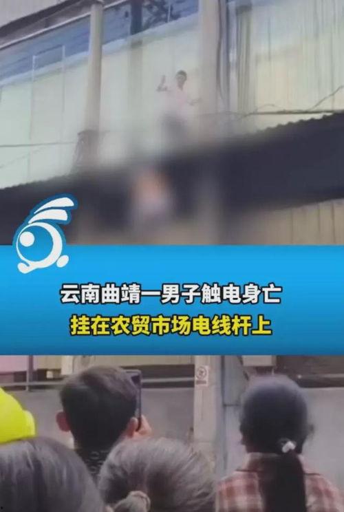 曲靖茭瓜厂今日视频直播,绿色生态种植，美味茭瓜新鲜上市