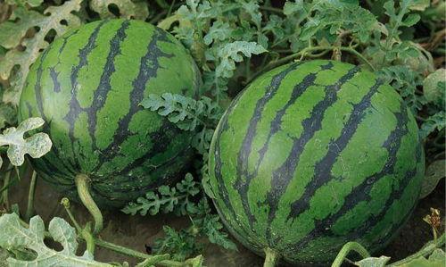 大荔吃瓜最新事件爆料是真的吗,真相揭秘还是网络谣言？