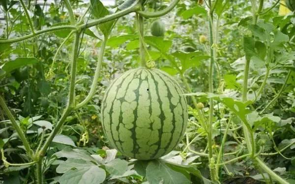 近期热门吃瓜事件云南,揭秘近期热门吃瓜事件背后的真相