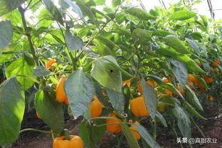 广州江南西最新瓜今日价格,今日价格一览