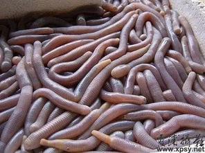 黑壳虾吃小瓜虫,生态养殖新策略