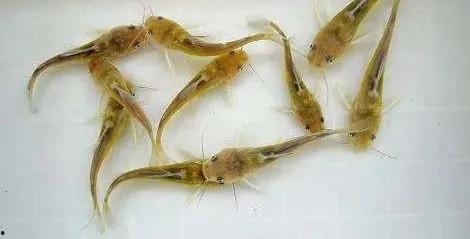 黑壳虾吃小瓜虫,生态养殖新策略