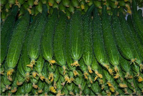 龙感湖麒麟瓜今日价格,价格行情一览”