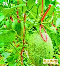 海南哈密瓜今日的价格,价格亲民，尽享夏日清凉美味