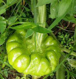 今日姜柄瓜价格最新行情,最新行情揭示市场动态”