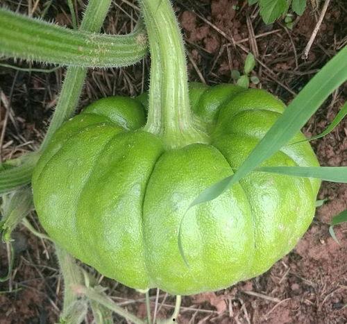 今日姜柄瓜价格最新行情,最新行情揭示市场动态”