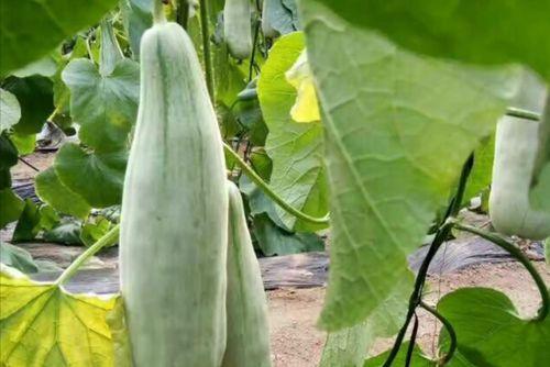 水果吊瓜今日价格行情,涨跌波动一览