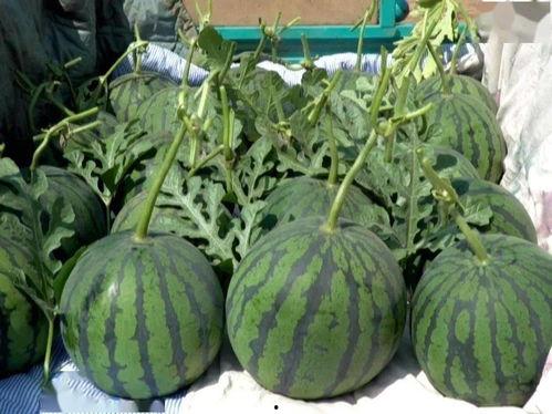 漯河吊瓜今日价格表,市场行情一览