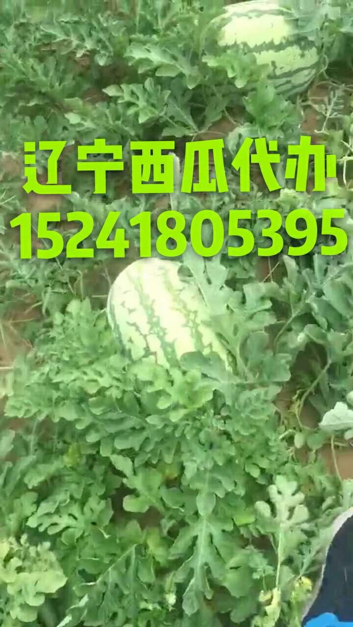 鄂尔多斯今日收瓜价,瓜价行情一览