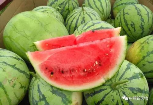 鄂尔多斯今日收瓜价,瓜价行情一览