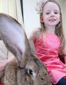 黑料吃黑瓜网兔子牙,揭秘黑料吃黑瓜网背后的神秘力量