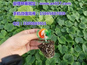 今日郑州茄瓜价格行情,今日市场动态一览