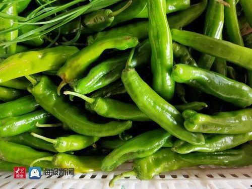 云南茭瓜今日价格行情,今日市场动态一览