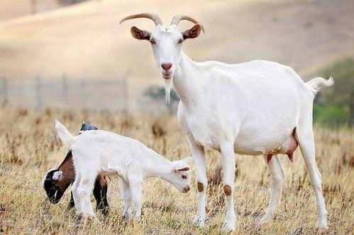 三只羊吃瓜黑料爆料网,揭秘网络舆论背后的真相