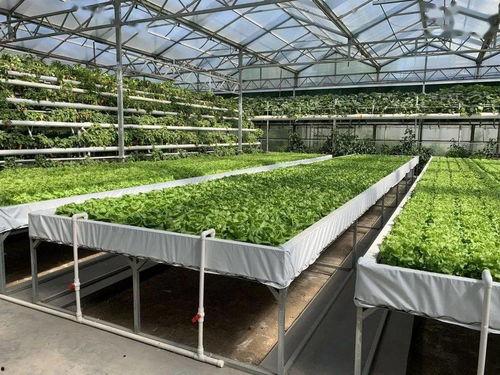 今日看料每日一瓜av,每日一瓜av背后的故事与真相