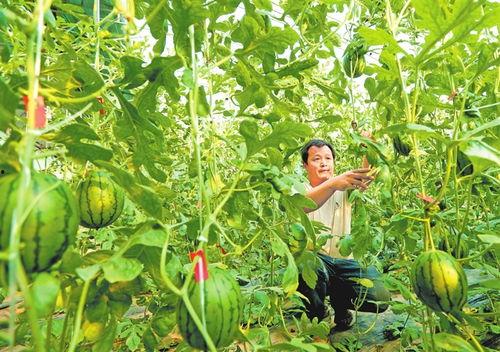 韩寺镇吊瓜价格今日,市场行情一览无余”