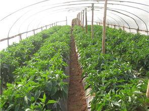 楚雄今日小瓜蔬菜价格,市场行情一览