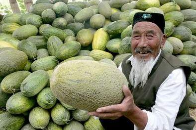 哈密瓜今日最新价格上海,新鲜上市，价格行情一览